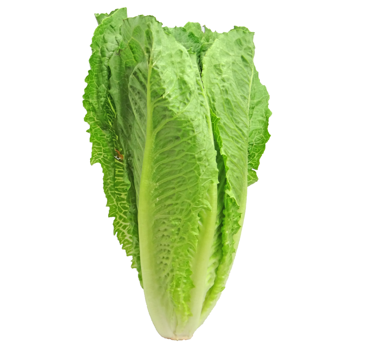 Lettuce